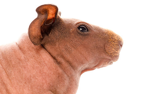 瘦小豚鼠猪朋友宠物胡须动物野生动物仓鼠毛皮生活哺乳动物耳朵图片