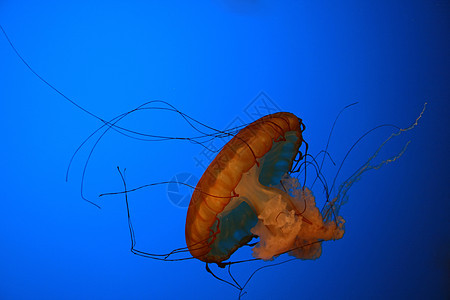 水母鱼水族馆海洋橙子海蜇蓝色生活触手生物图片