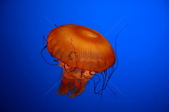 水母鱼水族馆触手橙子蓝色海蜇生物生活海洋图片