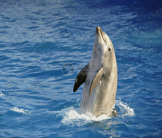 瓶鼻海豚游泳瓶子水族馆哺乳动物鼻子夫妻蓝色水池鲸鱼野生动物图片