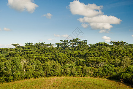 热带森林边界牧场叶子环境土地农场农村石头木头植物学图片