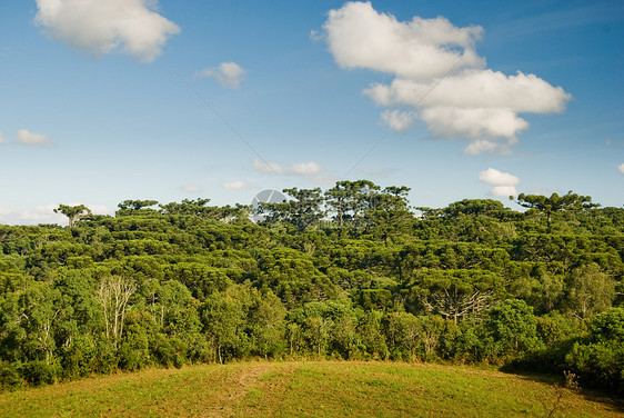 热带森林边界牧场叶子环境土地农场农村石头木头植物学图片