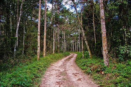 森林道路上的道路木头衬套环境公园热带叶子农村农场地面阳光图片