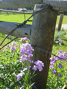 淡紫花季节性花粉季节花园农村园艺紫色植物学植物乡村图片