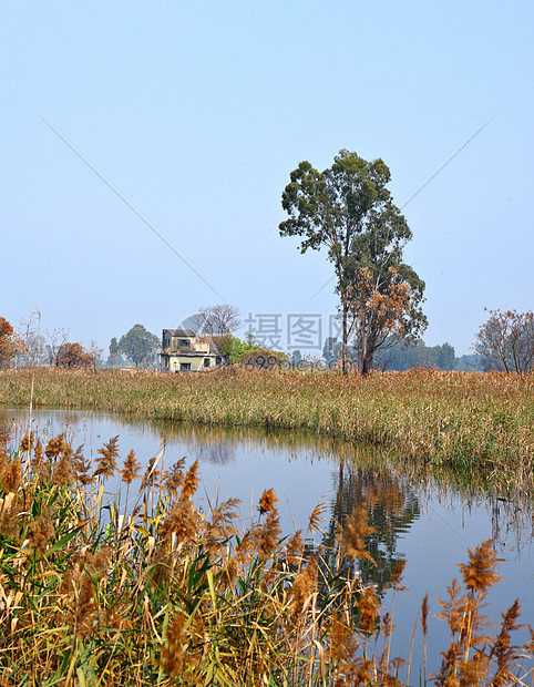 湿地天空地球野生动物池塘树木反射荒野场景旅行森林图片