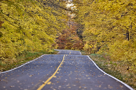 秋树土地乡村黄色环境风景季节绿色叶子红色阳光图片