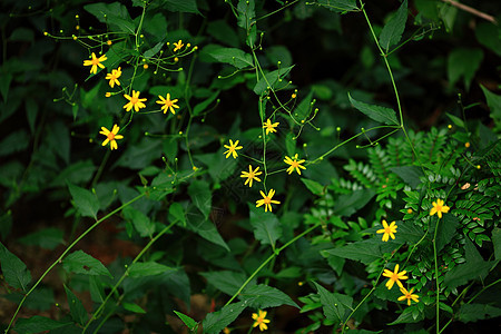 黄黄色花朵圆圈花园荆棘植物群种子花瓣美丽树叶园艺花粉图片