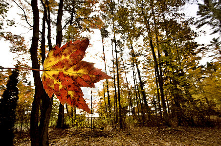 秋余假绿色叶子白色框架植物群橡木植物学季节黄色橙子图片
