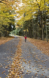 秋余假绿色植物学白色橡木环境季节性黄色植物群桦木叶子图片