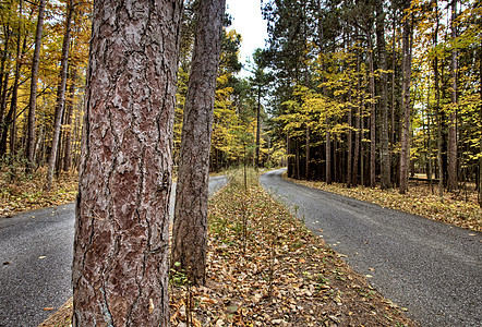 秋余假植物群植物学森林橡木季节框架绿色宏观叶子环境图片