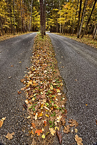 秋余假橙子框架红色叶子桦木绿色橡木棕色环境季节性图片
