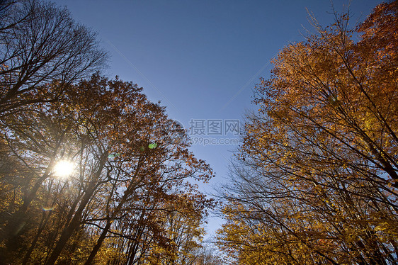 秋树植物群绿色乡村森林场地树叶阳光活力黄色场景图片