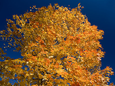 秋树活力花园森林农村红色橙子土地场地场景植物群图片