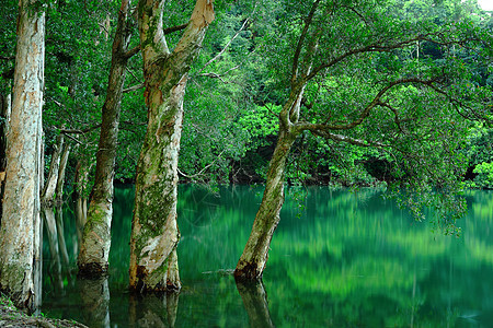 树中含水森林太阳植物风景叶子池塘旅行岩石晴天反射图片