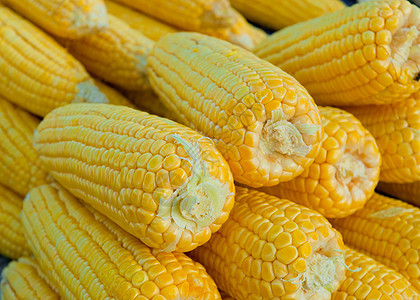 新鲜新鲜玉米蔬菜团体营养小麦饮食生产产品烹饪内核植物美食图片