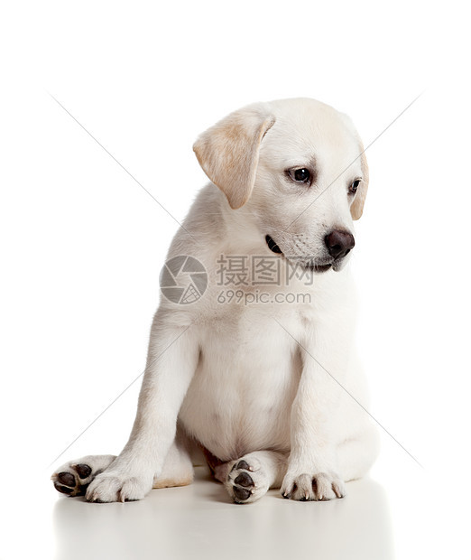 拉布拉多婴儿工作室朋友宠物褐色猎犬哺乳动物血统动物白色犬类图片