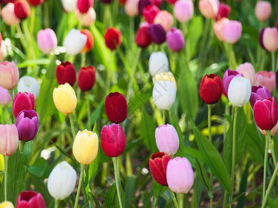 郁金花田植物场地红色花瓣粉色郁金香花园植物群图片