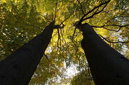 大秋树天空阳光生活生长叶子树干树木红杉绿色环境图片