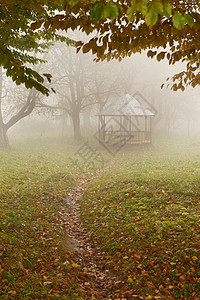 雾林中的夏令营场景天气树木避暑橙子薄雾沉思车道金子街道图片