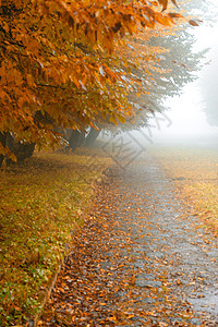 雾雾公园的巷小巷薄雾人行道场景大街公园叶子衬套金子风景天气图片