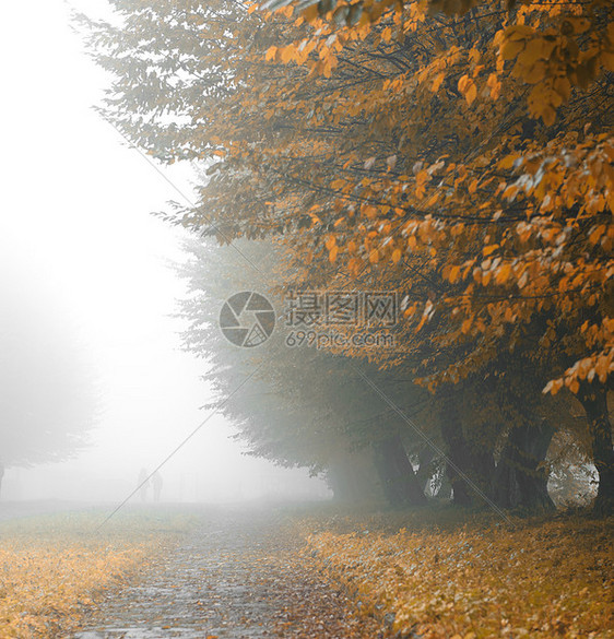 雾雾公园的巷小巷大街场景风景树木橙子薄雾人行道衬套沉思气候图片
