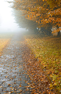 雾雾公园的巷小巷橙子天气树木衬套森林叶子公园风景车道气候图片