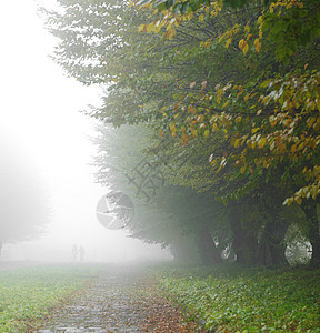 雾雾公园的巷小巷大街公园叶子季节森林气候金子场景人行道衬套图片