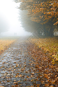 雾雾公园的巷小巷衬套车道人行道森林金子公园橙子风景场景天气图片