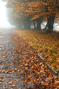 雾雾公园的巷小巷街道季节橙子车道衬套场景气候人行道风景金子图片