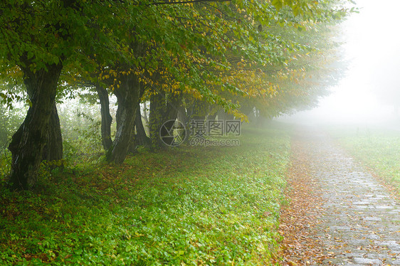 雾雾公园的巷小巷森林季节场景薄雾沉思公园大街风景街道气候图片