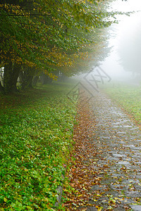 雾雾公园的巷小巷树木叶子金子场景衬套大街气候季节沉思天气图片