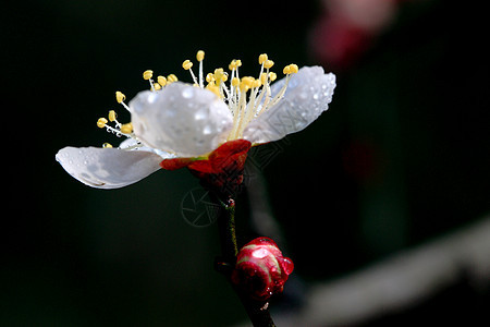 植物 花草 梅花红色花瓣餐厅公园植被花园背景图片