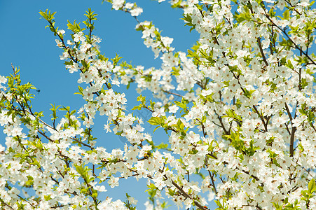 树枝的光露阳光植物文化活力蓝色生活红色宏观花粉季节图片