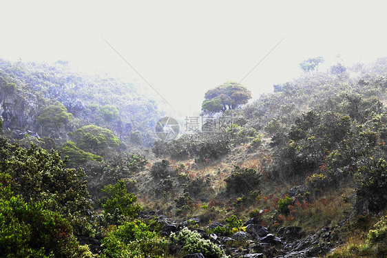 福吉早上来电植物阴霾阳光农村季节蓝色场景森林公园风景图片