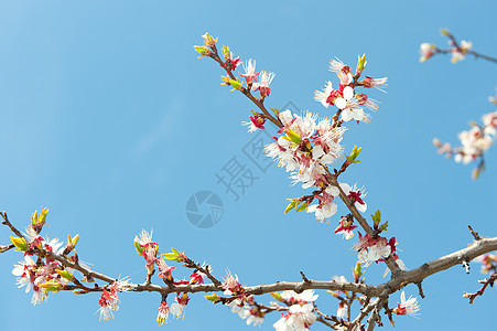 树枝的光露阳光蓝色活力花瓣绿色花粉脆弱性白色粉色宏观图片