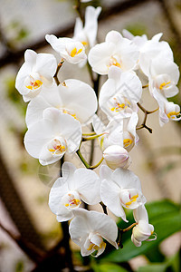 白兰花礼物宏观植物群花瓣生长植物学花朵花园兰花热带图片