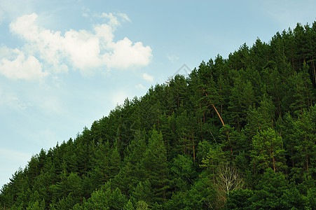 绿林森林生活天空叶子荒野木材树木树干场景松树图片