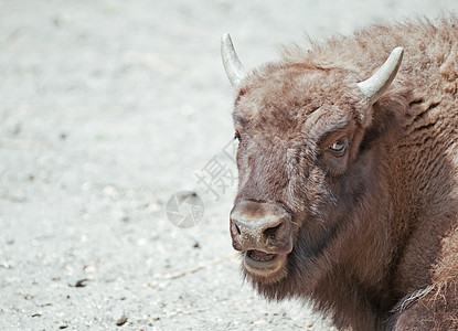 公牛农场哺乳动物牛肉头发小牛家畜牧场水牛动物图片