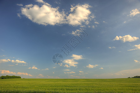 绿地和暗蓝天空小麦蓝色天空风景场地天气植物公园草地爬坡图片