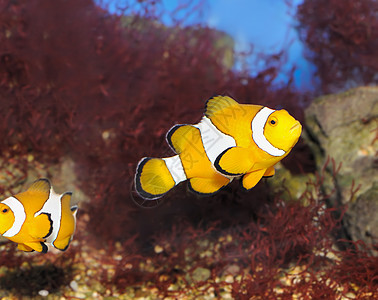 鱼  小丑异国情调橙子生活海洋生物珊瑚居住水族馆蓝色动物图片