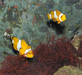 鱼  小丑动物居住野生动物生活水族馆热带橙子游泳异国珊瑚图片