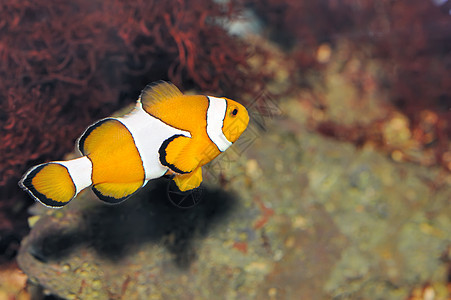 鱼  小丑海洋异国珊瑚礁居住橙子珊瑚游泳水族馆生活野生动物图片