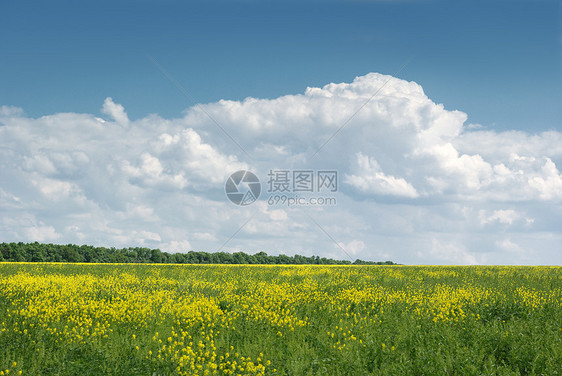 黄色字段土地季节天空阳光自由植物场景地平线牧场天堂图片