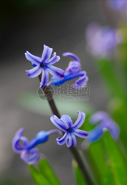 Hyacinth 亚辛花瓣生活公园花园蓝色紫红色环境宏观植物紫色图片