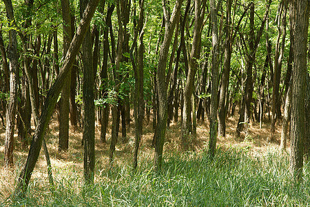 森林树木风景叶子丘陵情绪国家树叶场景植物绿色图片
