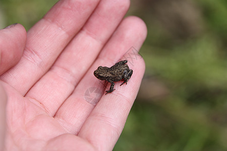 一只手小青蛙手指林蛙图片