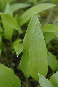 大蒜木头叶子草药草地荒野蔬菜草本植物厨房香料树叶图片