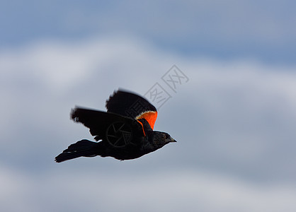 飞行中的红翼黑鸟图片