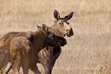 Moose Cow和Calf 萨斯喀彻温加拿大游戏驼鹿乡村棕色毛皮麋鹿场地荒野鹿角动物图片
