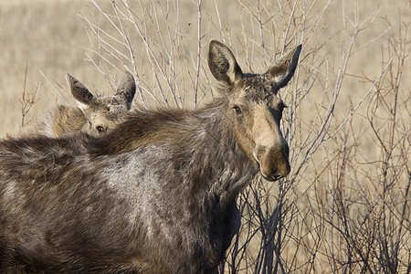 Moose Cow和Calf 萨斯喀彻温加拿大游戏乡村麋鹿驼鹿旅行毛皮牛角荒野动物动物园图片